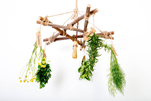 istock Fresh Herbs hanging on Branch Herb Dryer with Besom 932601002