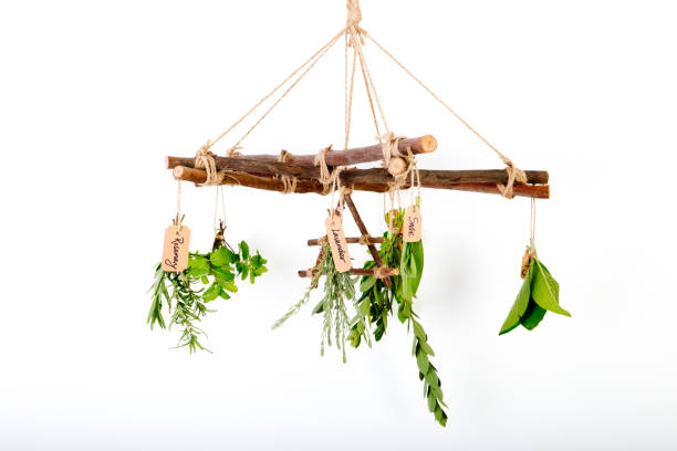 istock Fresh Herbs hanging on Herb Dryer with Air symbol 932601008