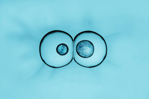 processus de division des cellules, la cellule se divise en deux cellules - mitosis photos et images de collection