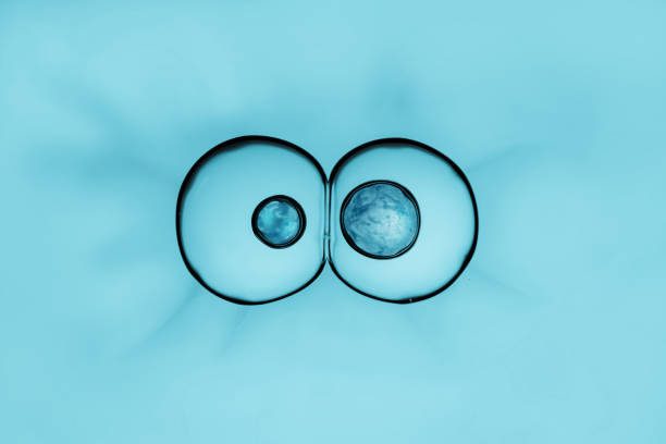 processo de divisão de células, célula se divide em duas células - mitose - fotografias e filmes do acervo