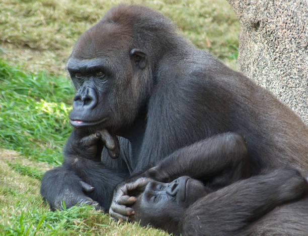 Gorilla Mom stock photo