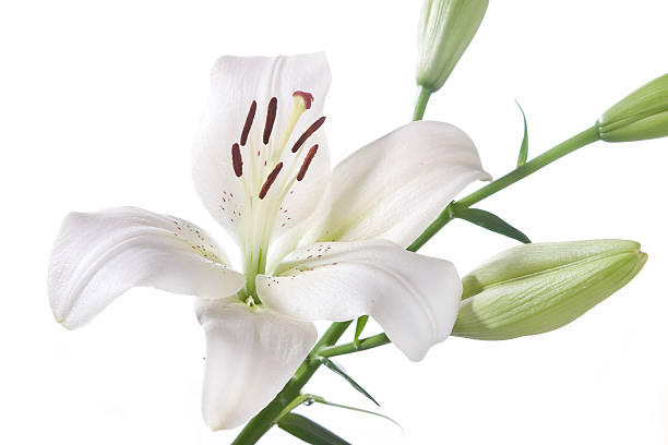 istock fragment of white lily. 93261062