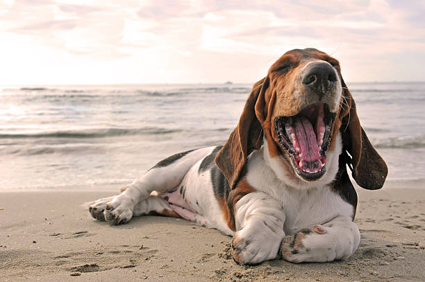 sbadigliare cane sulla spiaggia - basset hound foto e immagini stock