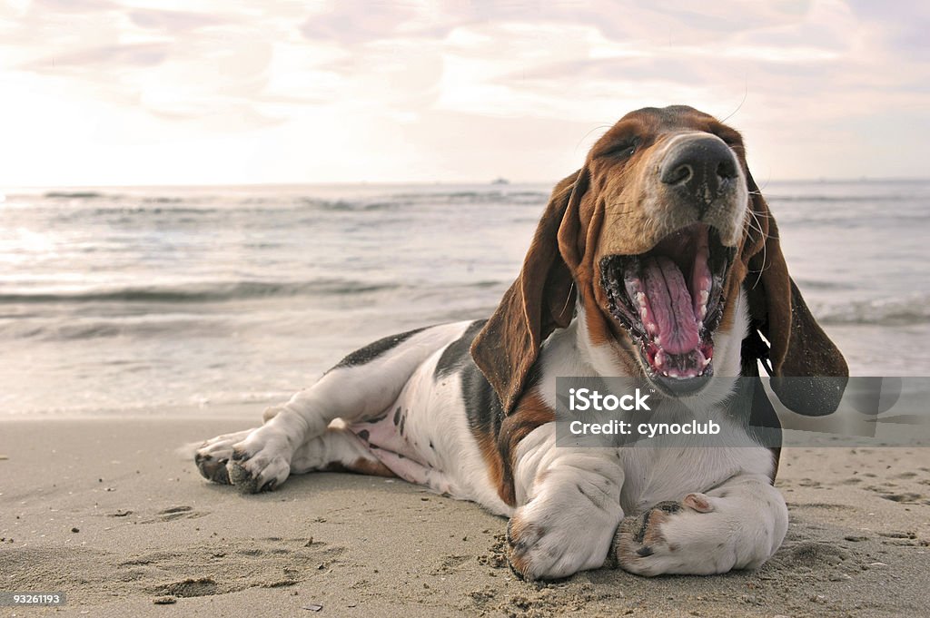 Yawning dog on beach  Basset Hound Stock Photo