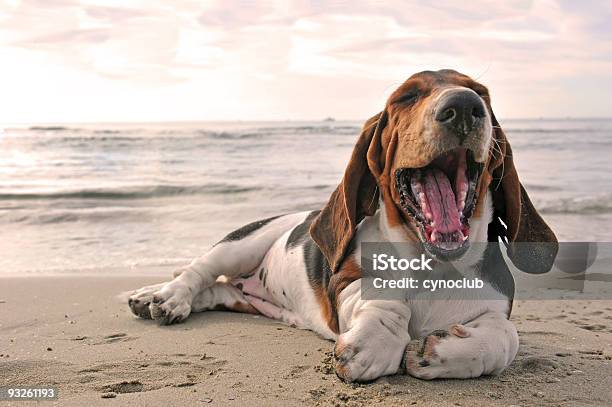 Yawning Dog On Beach Stock Photo - Download Image Now - Basset Hound, Dog, Yawning