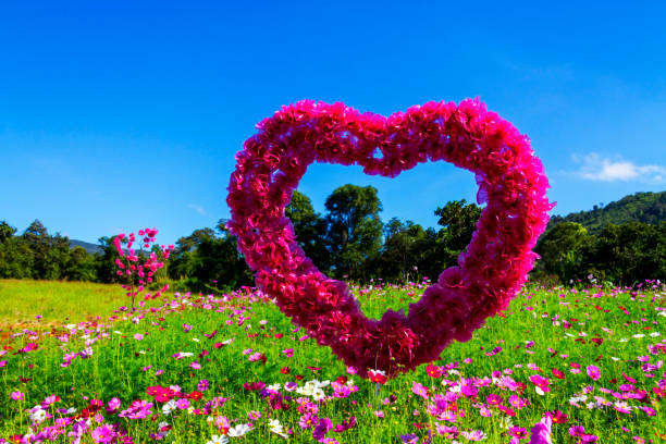 istock Field cosmos flower beautiful with daylight 932612546