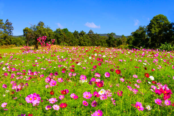 istock Field cosmos flower beautiful with sunshine and sky 932612558