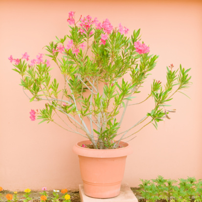 pink oleander in the pot 