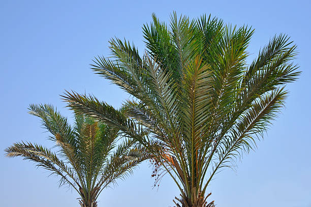 date palms sur blye sky - blye sky photos et images de collection