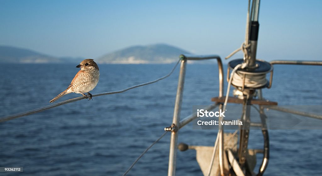 Gorrión al mar en la embarcación - Foto de stock de Animal libre de derechos