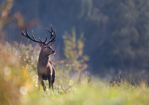 Portrait of red deer with big antlers standing in forest. Wildlife in natural habitat