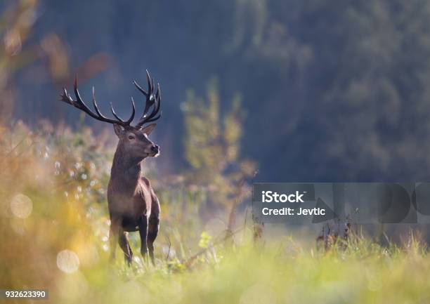 Red Deer In Forest Stock Photo - Download Image Now - Deer, Hunting - Sport, Stag