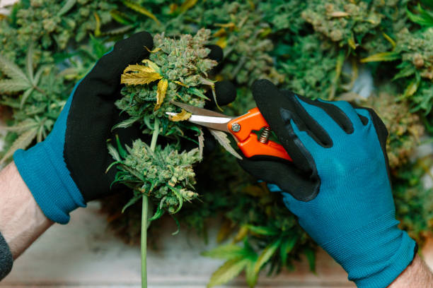 Cutting  cannabis buds. medical marijuana concept background stock photo