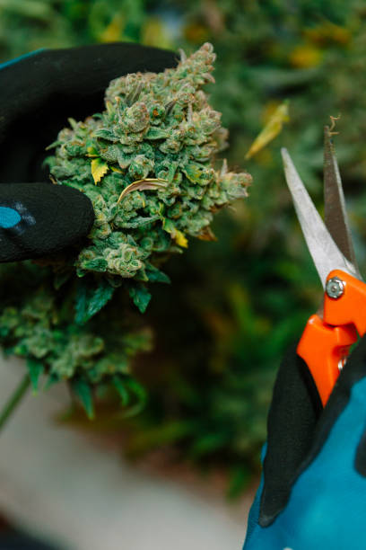 istock Cutting Marijuana leaves, cannabis  cultivation 932623754