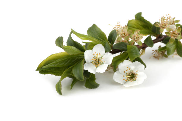 istock Plum flowers isolated on white background 932623920