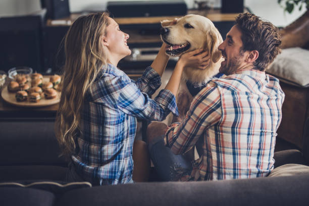 幸福的夫婦享受他們的金色獵犬在客廳裡。 - 金毛尋回犬 圖片 個照片及圖片檔
