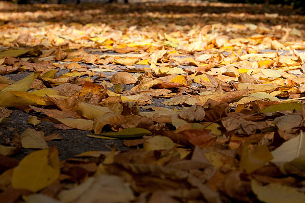 autumn leaves stock photo