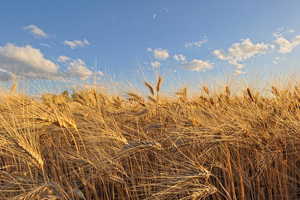 wheatfield stock photo