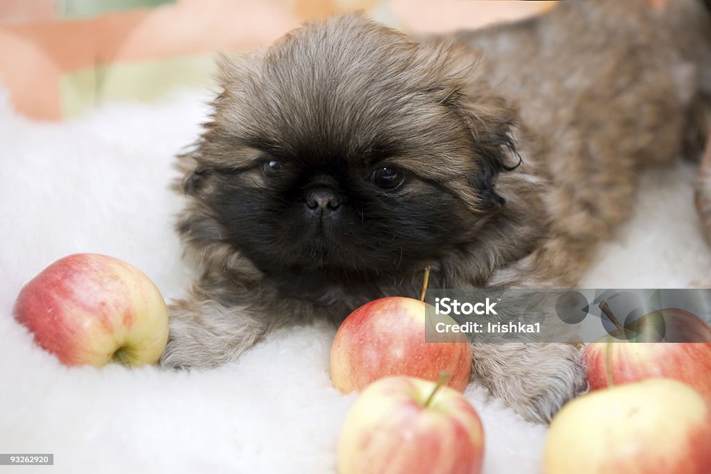 pekingese puppy  Pekingese Stock Photo