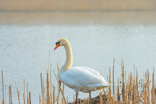 A white swan is by the lake