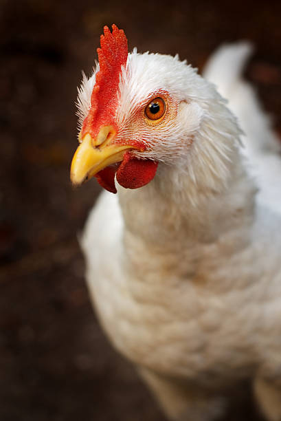 portrait of white chicken stock photo