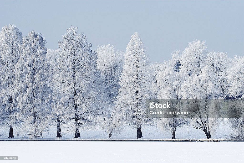 Parc de glace - Photo de Arbre libre de droits