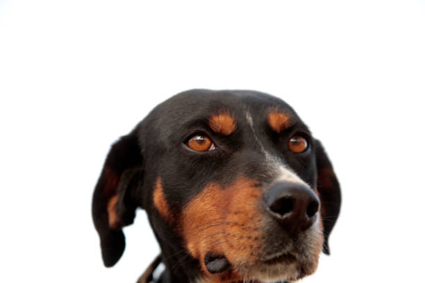 Emotive appealing brown crossbreed dog