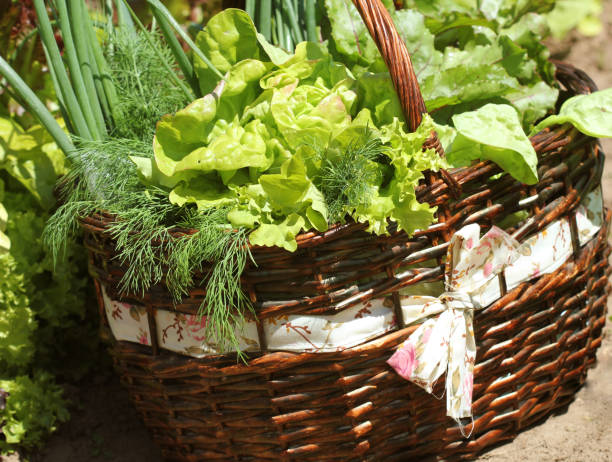 istock Vegetables in a basket placed near a vegetable patch 932637318