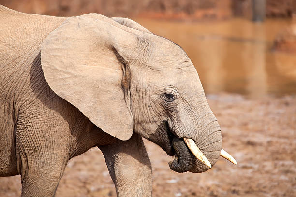 Young Elephant stock photo