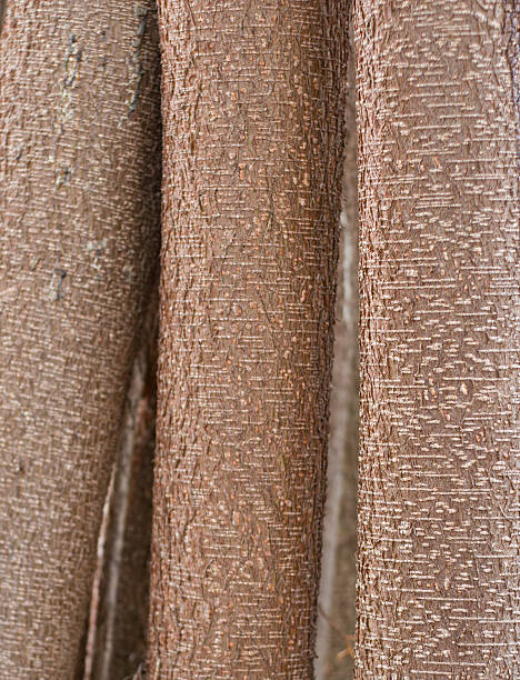 Tree trunks stock photo