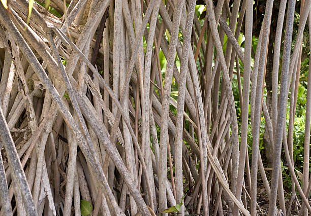 Tree Vines stock photo