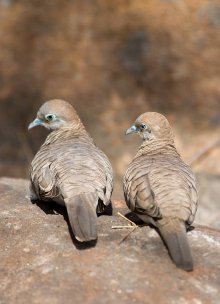 Zebra Doves stock photo