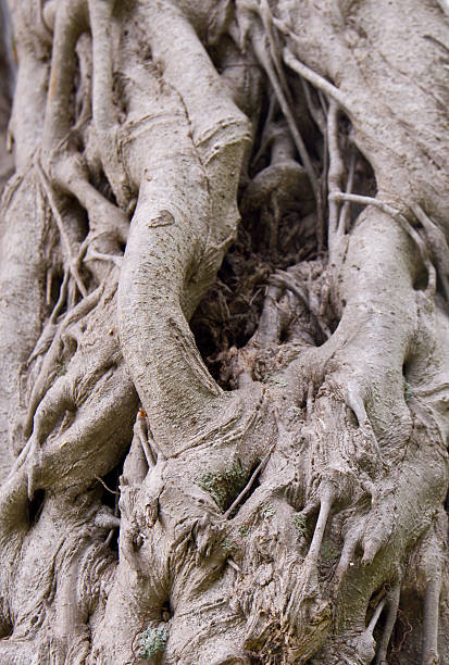 Tree trunk stock photo