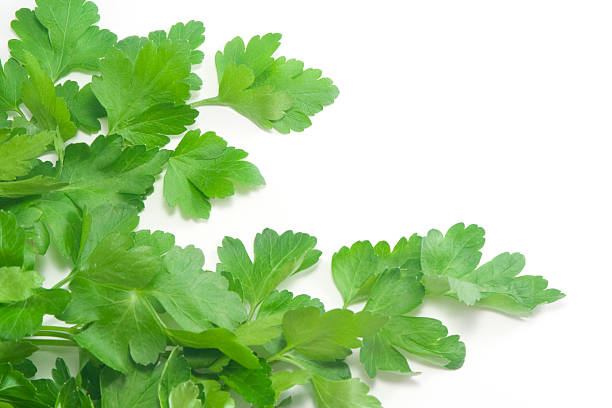 istock Fresh branch of green parsley 93264355
