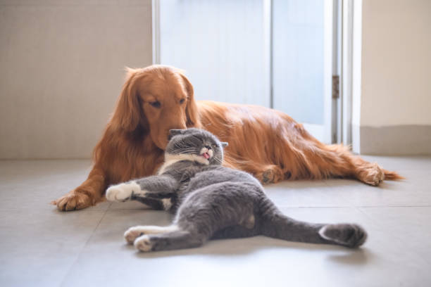 istock Golden retriever and British short hair cat 932645148