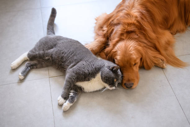 istock Golden retriever and British short hair cat 932645224