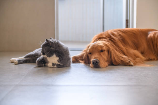 istock Golden retriever and British short hair cat 932645242