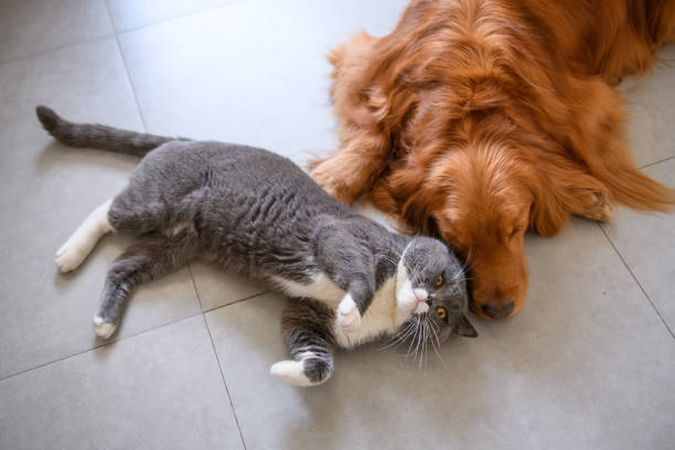 istock Golden retriever and British short hair cat 932645246