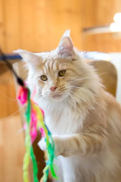 playful ginger mainecoon cat; play with  toy