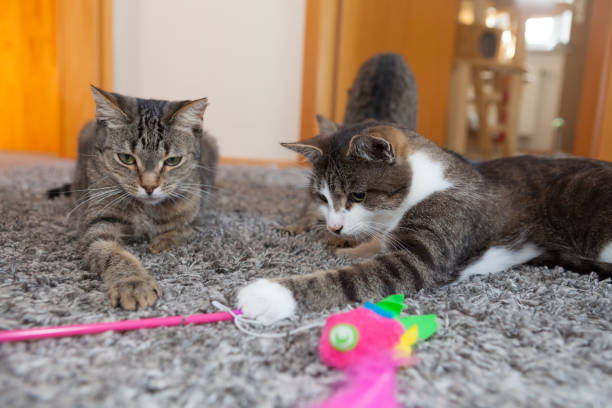 tre giocosi gatti tabby grigi; primo piano - mehrere tiere foto e immagini stock