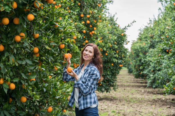 szczęśliwy mid dorosłych kobiet w pomarańczowym ogrodzie - beautiful people citrus fruit fruit zdjęcia i obrazy z banku zdjęć