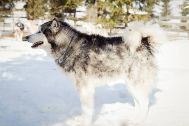 istock Husky dogs resting  after Iditarod 932650126
