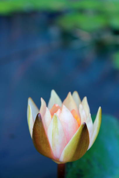 istock Lotus flower and Lotus flower plants. 932650530
