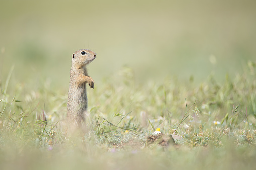 Cute European ground squirrel standing and watching on a field of green grass,Spermophilus citellus