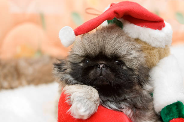 puppy in a santa hat stock photo