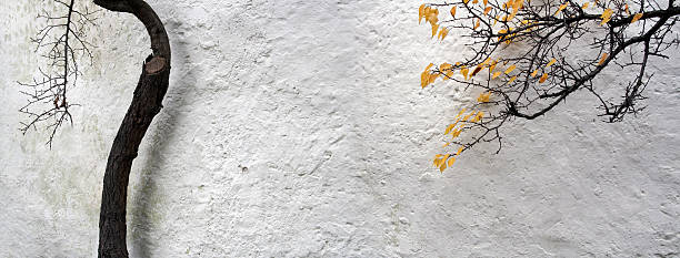 autumn cottage autumn infront of a white rough plastered wall of a cottage, for example. brightly lit winter season rock stock pictures, royalty-free photos & images