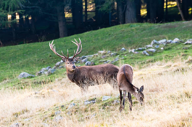 istock Pair of deer in the woods 93265280
