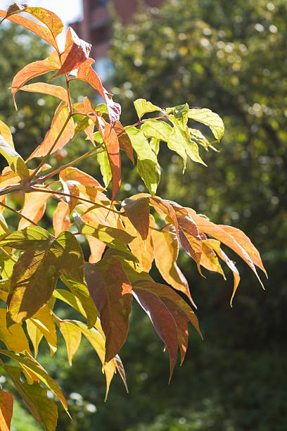 Autumn leaves stock photo