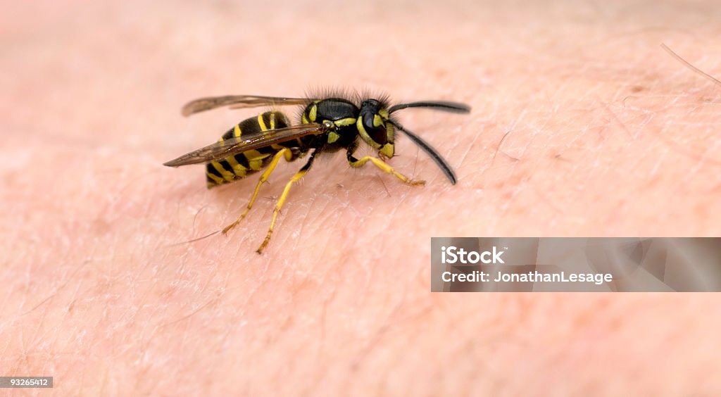 wasp on hand skin  Wasp Stock Photo