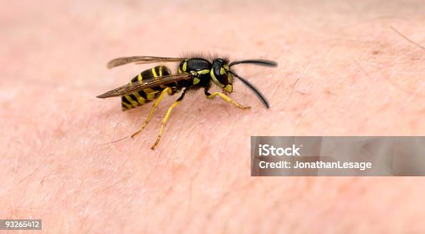 Wasp On Hand Skin Stock Photo - Download Image Now - Wasp, Bee, Stinging